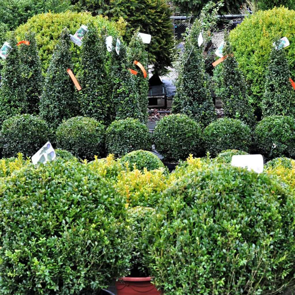 Buxus sempervirens <span class="hidden specialOffer"></span> 20-30 cm